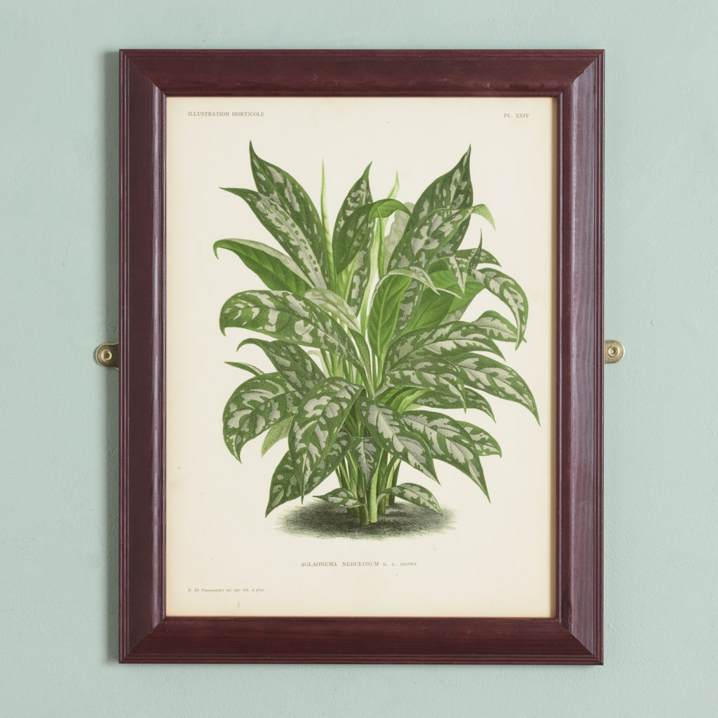 Original chromolithograph botanical prints,-0