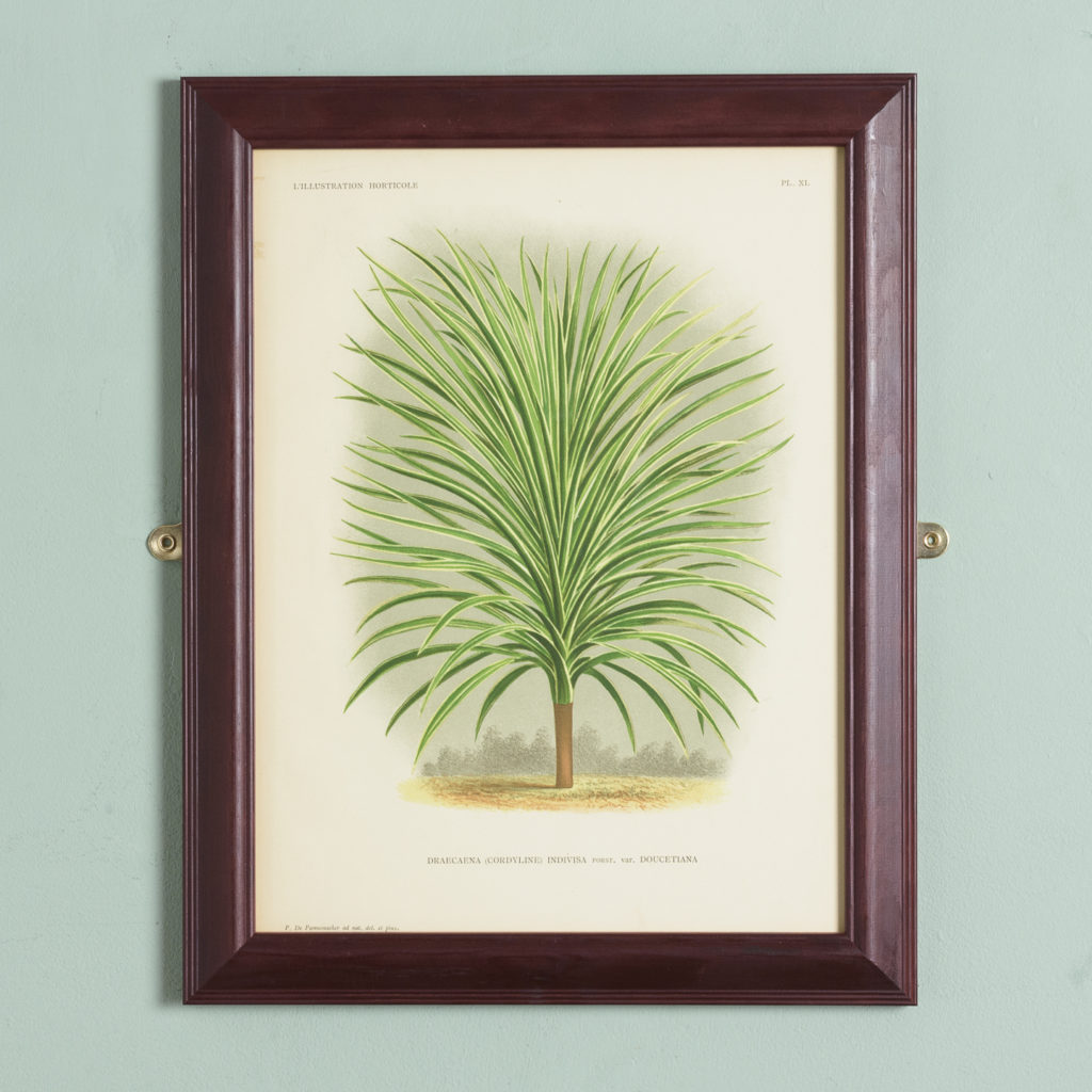 Original chromolithograph botanical prints,-0