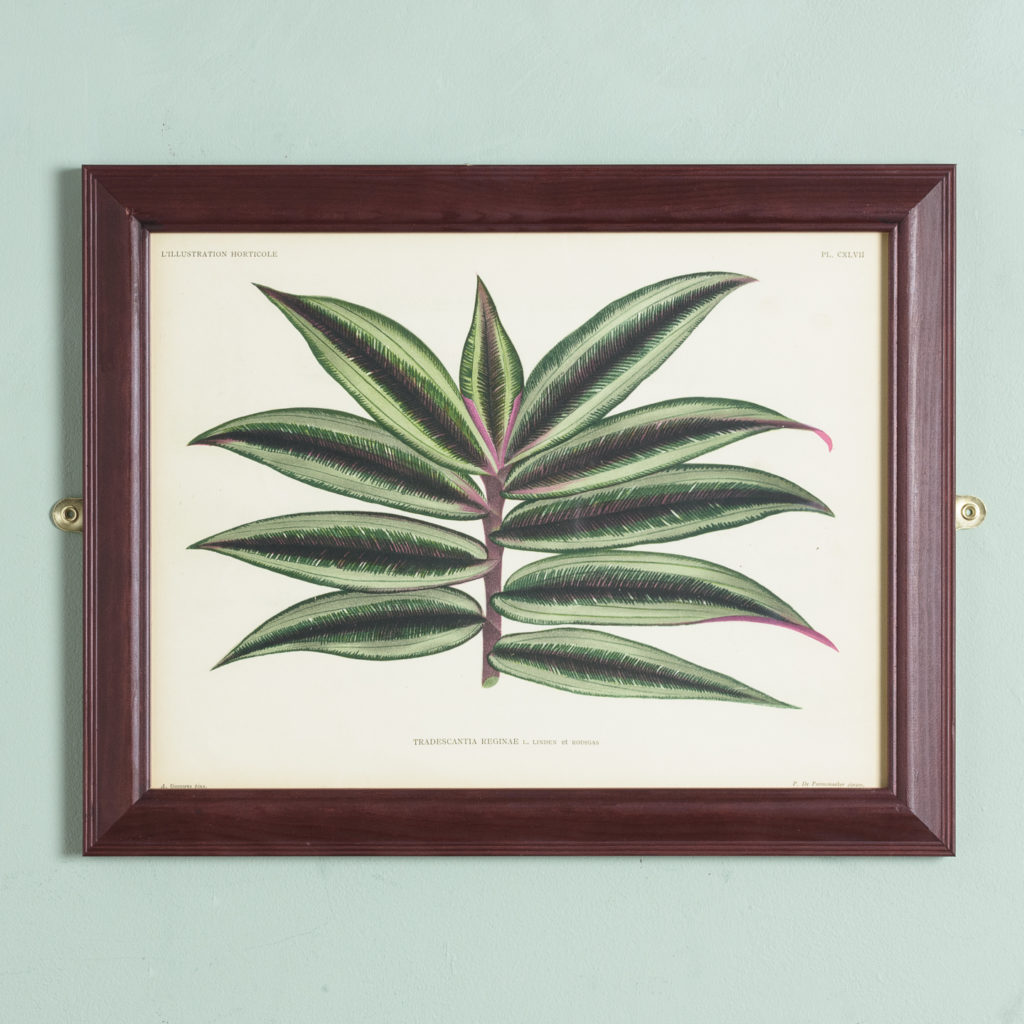 Original chromolithograph botanical prints,-0