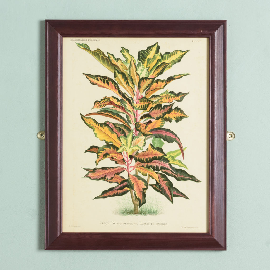 Original chromolithograph botanical prints,-0