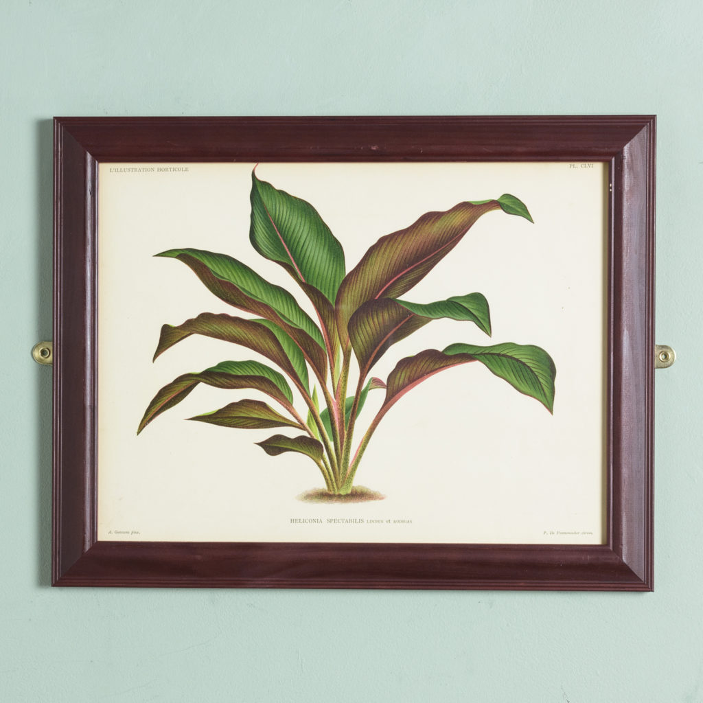 Original chromolithograph botanical prints,-0