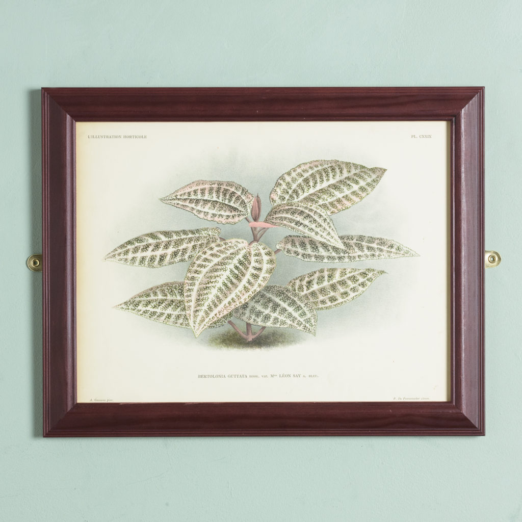 Original chromolithograph botanical prints,-0