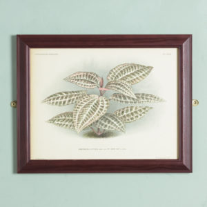Original chromolithograph botanical prints,-0