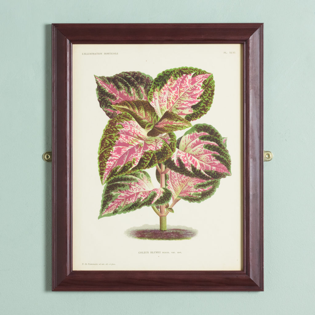 Original chromolithograph botanical prints,-0