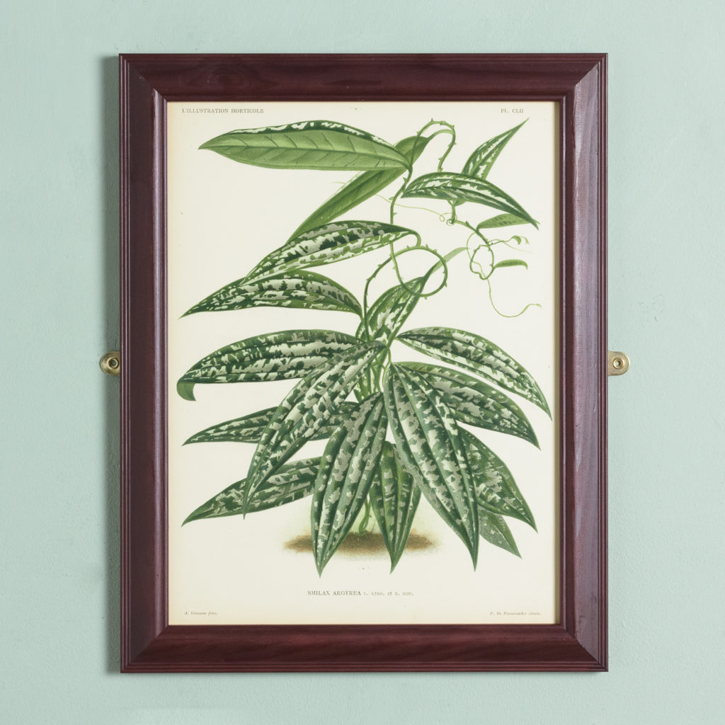 Original chromolithograph botanical prints,-0