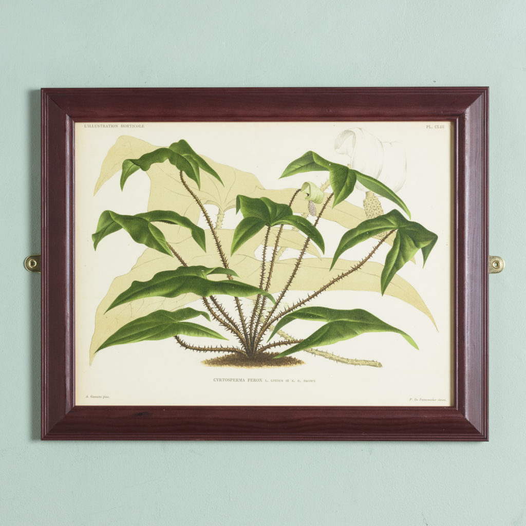 Original chromolithograph botanical prints,-0