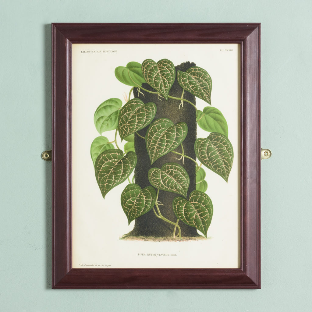 Original chromolithograph botanical prints,-0