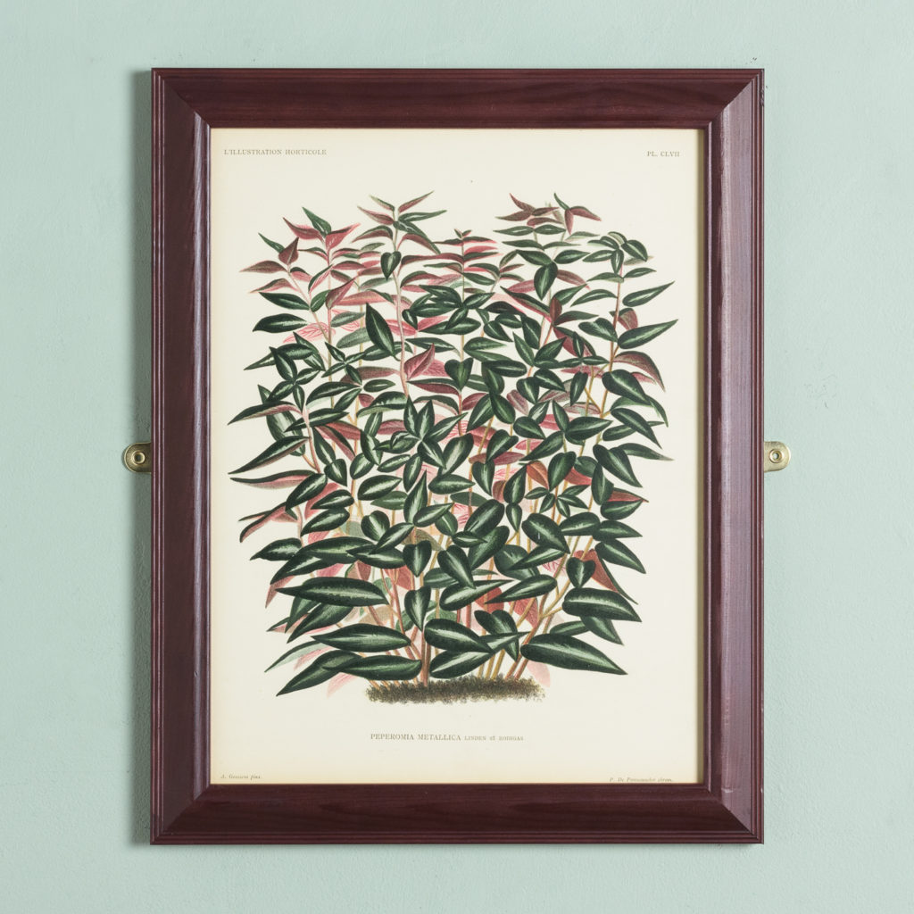 Original chromolithograph botanical prints,-0