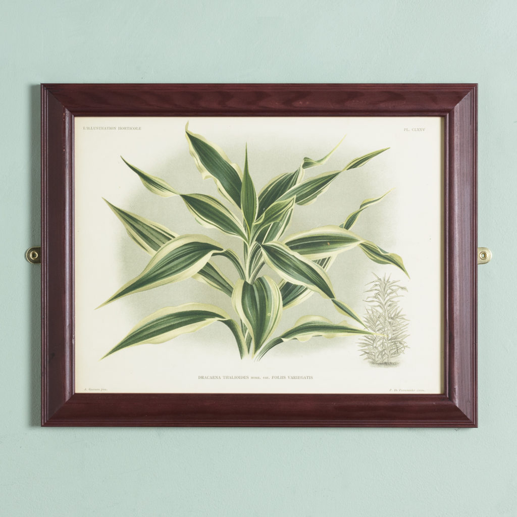 Original chromolithograph botanical prints,-0