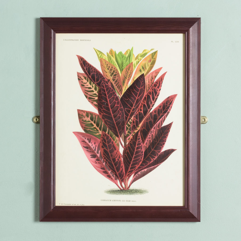 Original chromolithograph botanical prints,-0