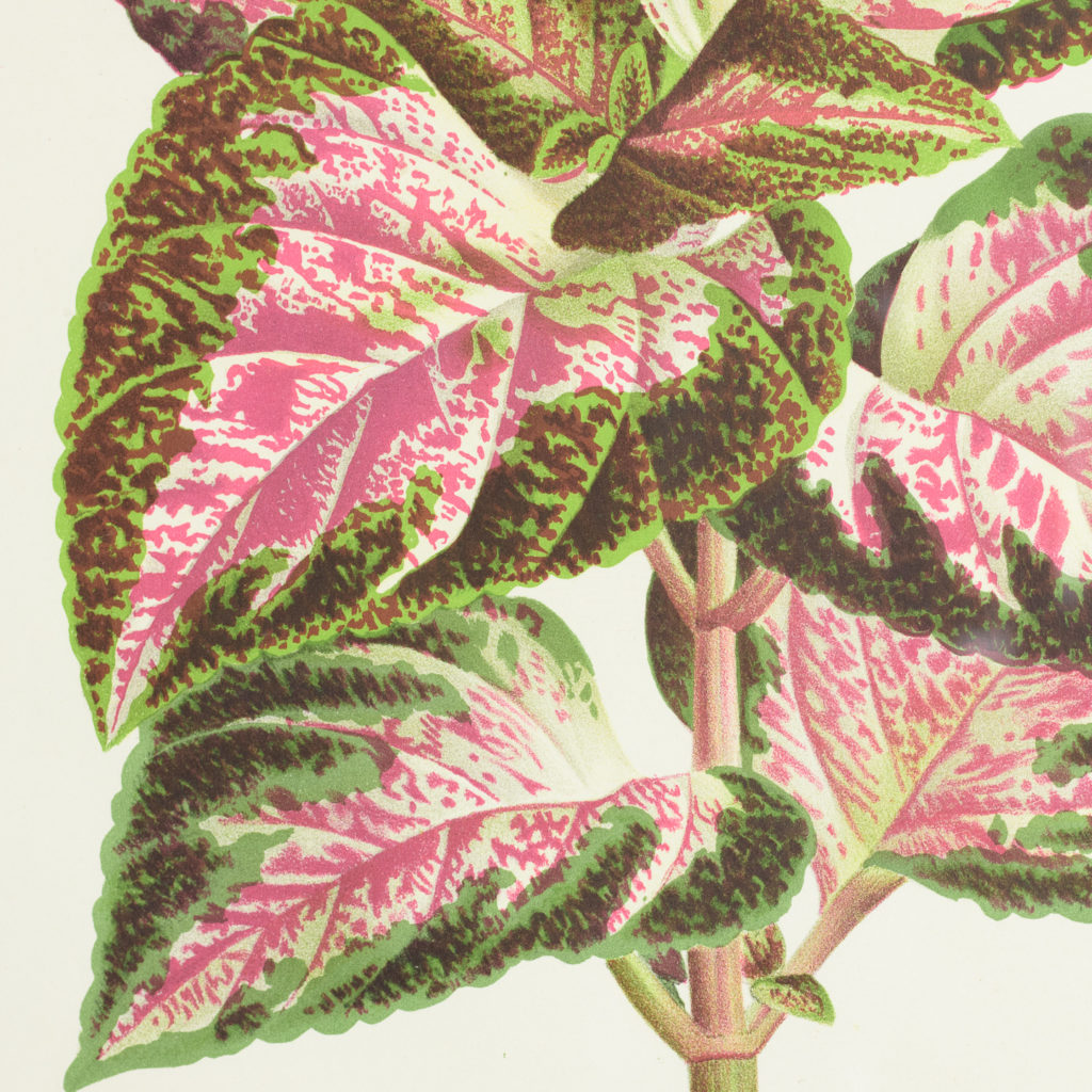 Original chromolithograph botanical prints,-113410