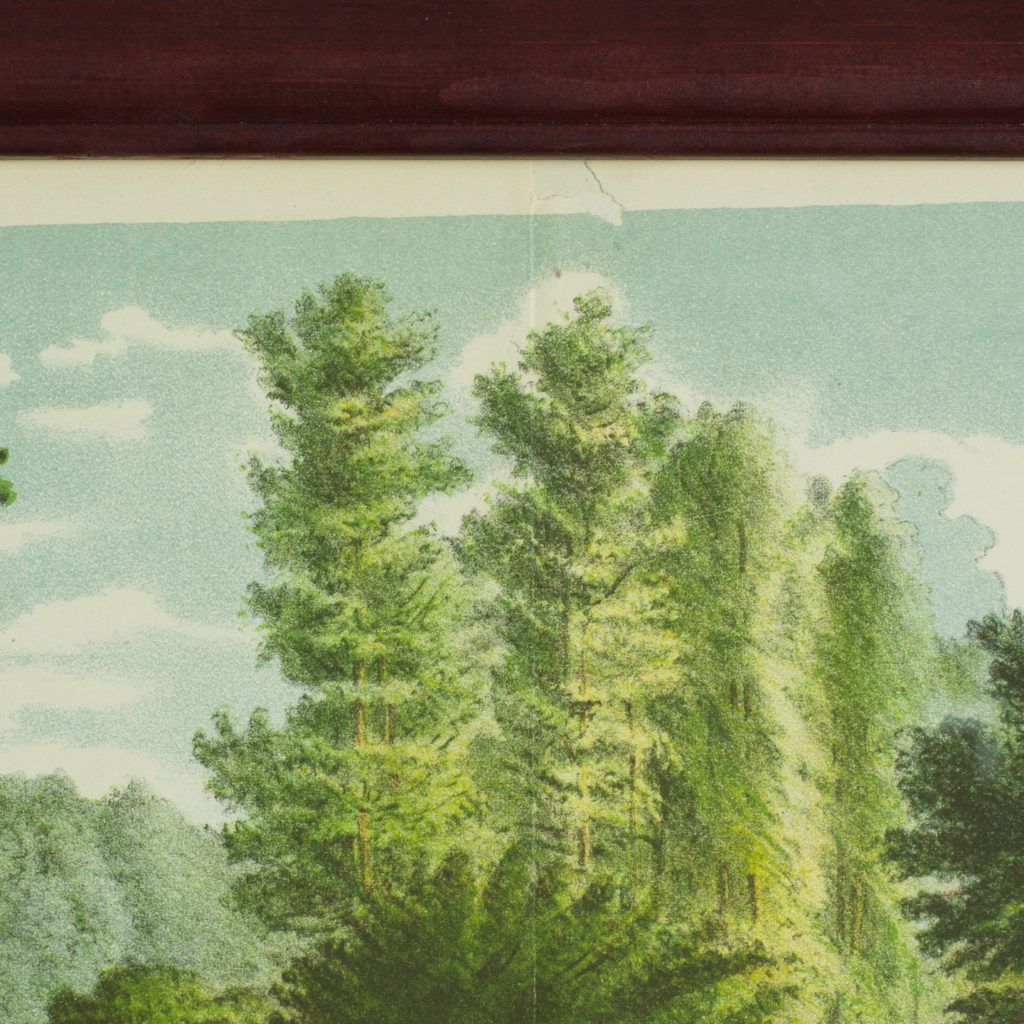 Original chromolithograph botanical prints,-113437