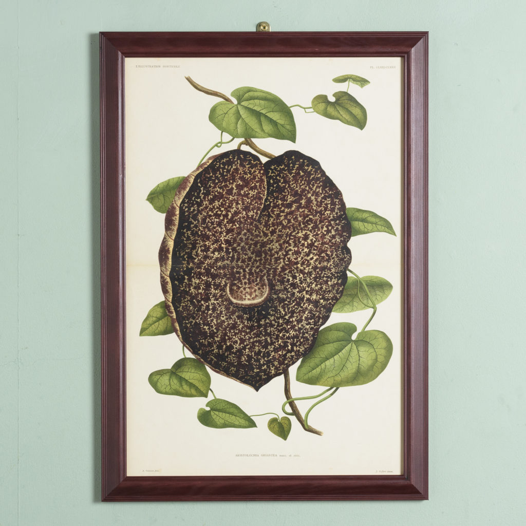 Original chromolithograph botanical prints,-0