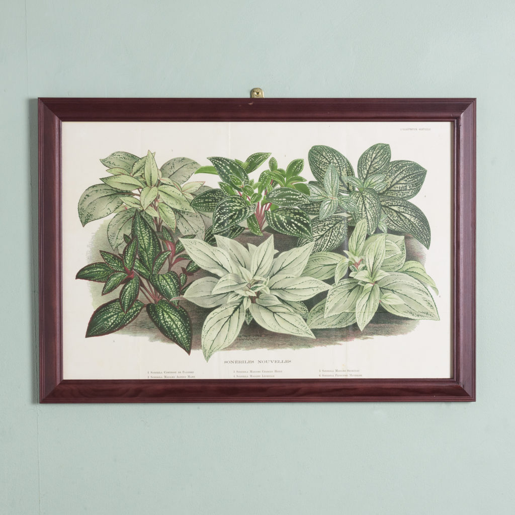 Original chromolithograph botanical prints,-0