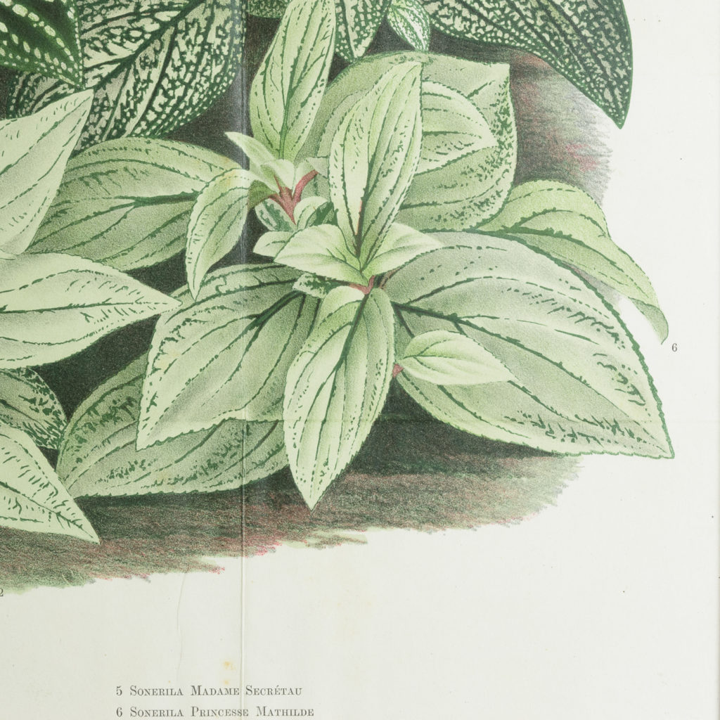 Original chromolithograph botanical prints,-113454