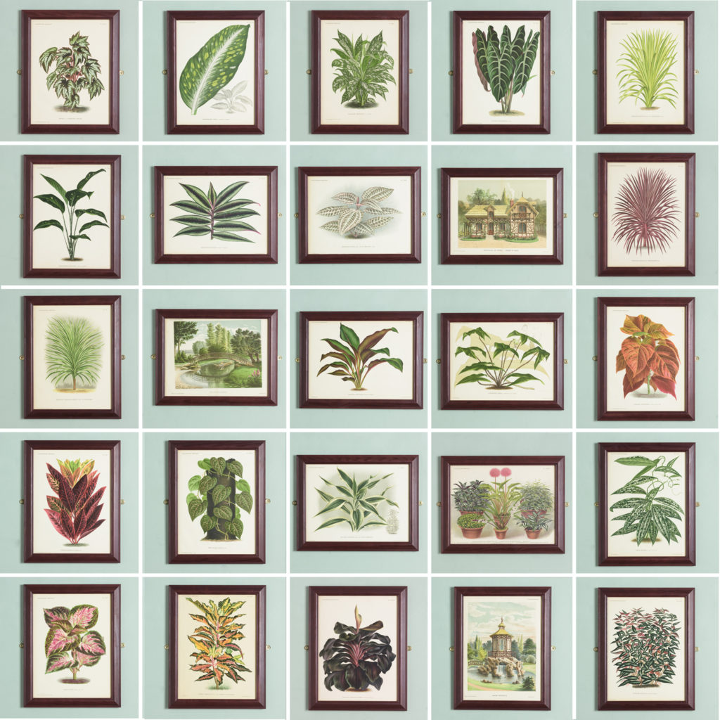 Original chromolithograph botanical prints,-113359