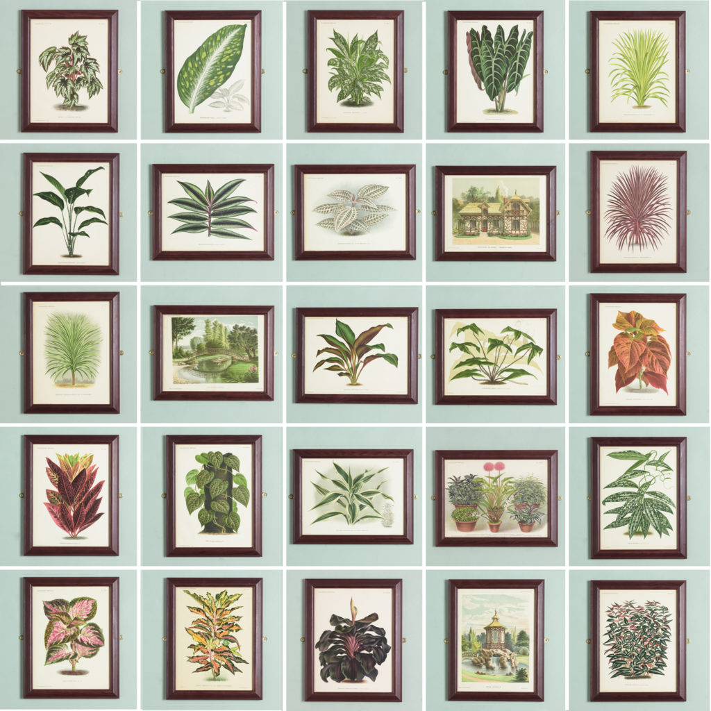 Original chromolithograph botanical prints,-113403