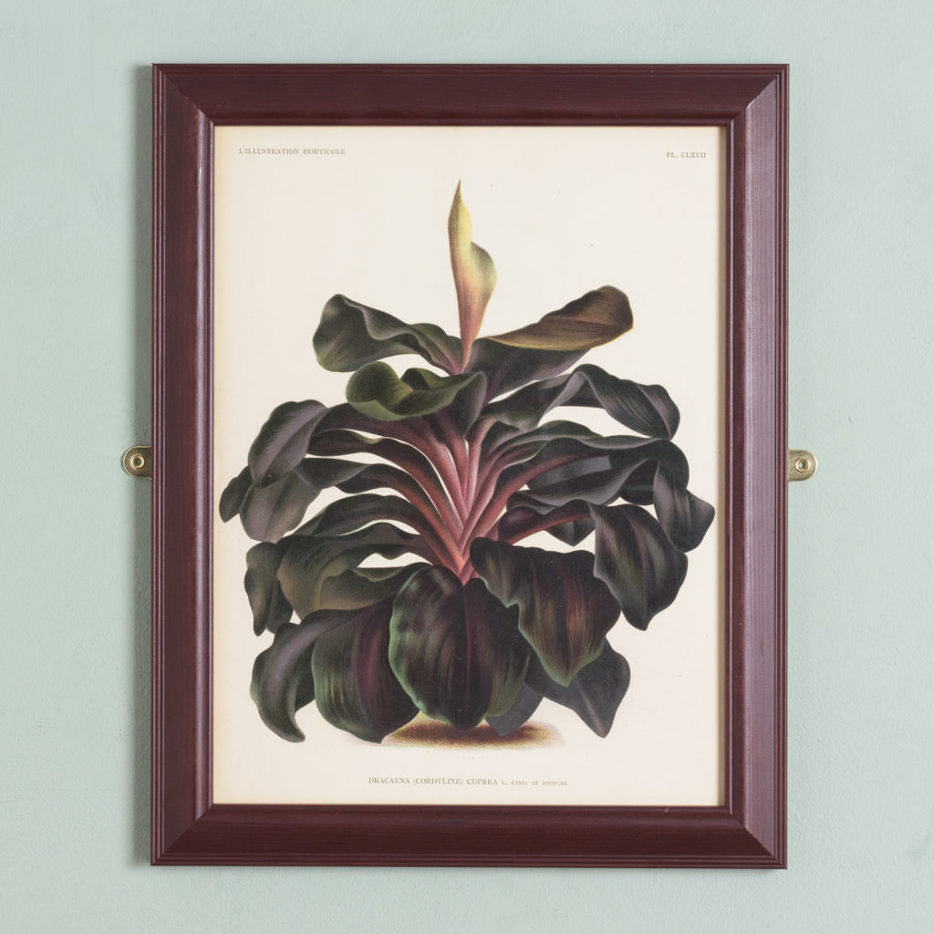 Original chromolithograph botanical prints,-0