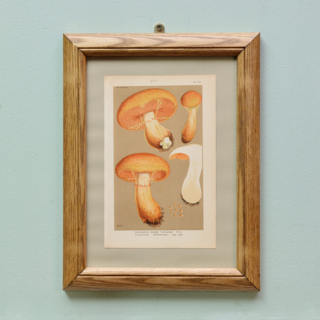 British Fungi, original chromolithograph published c1891-0