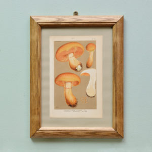 British Fungi, original chromolithograph published c1891-0