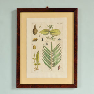 The Natural History of Carolina, Florida, and the Bahama Islands, by Mark Catesby c1750-0