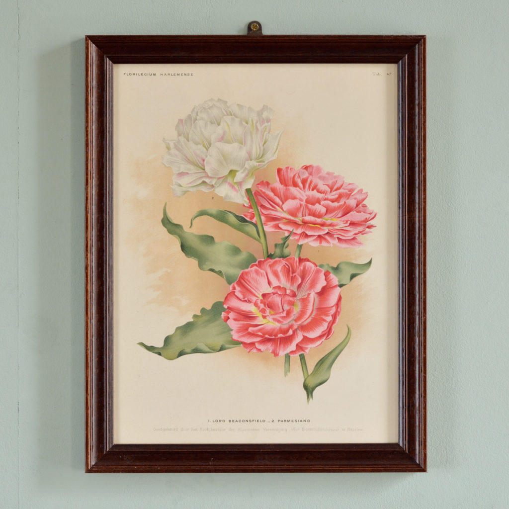 Chromolithograph floral prints by A. C. van Eeden & Co, published c1875-0