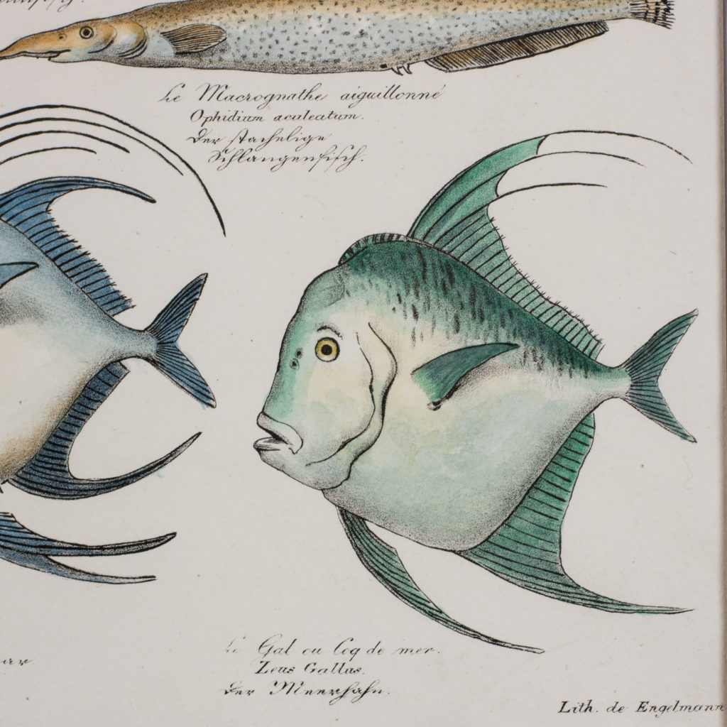 Poissons, original engraving from the 1840's-114814