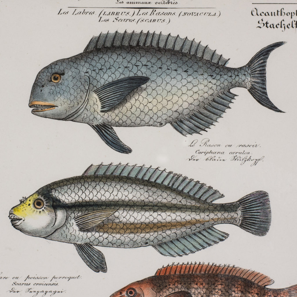 Poissons, original engraving from the 1840's-114793