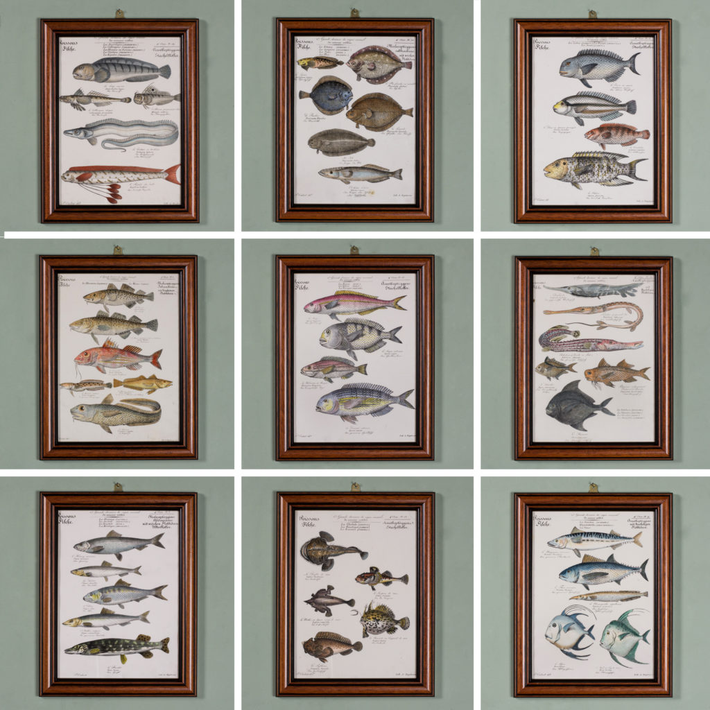 Poissons, original engraving from the 1840's-114783