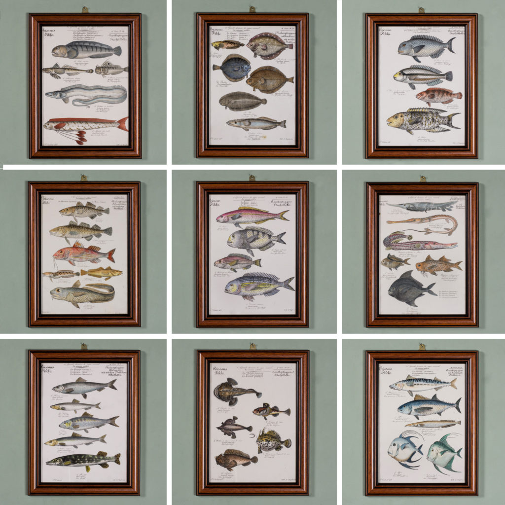 Poissons, original engraving from the 1840's-114787