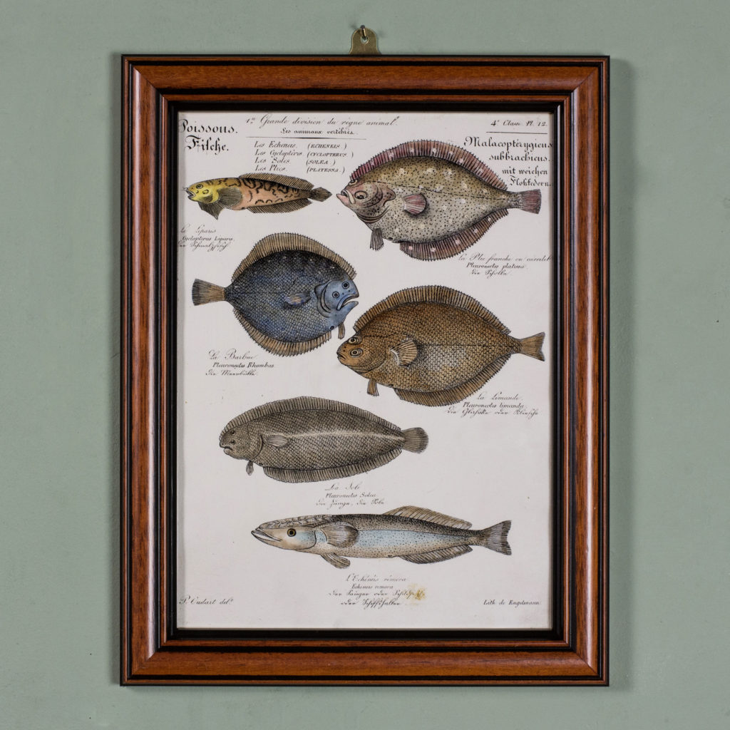 Poissons, original engraving from the 1840's-0