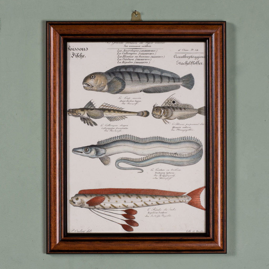 Poissons, original engraving from the 1840's-0