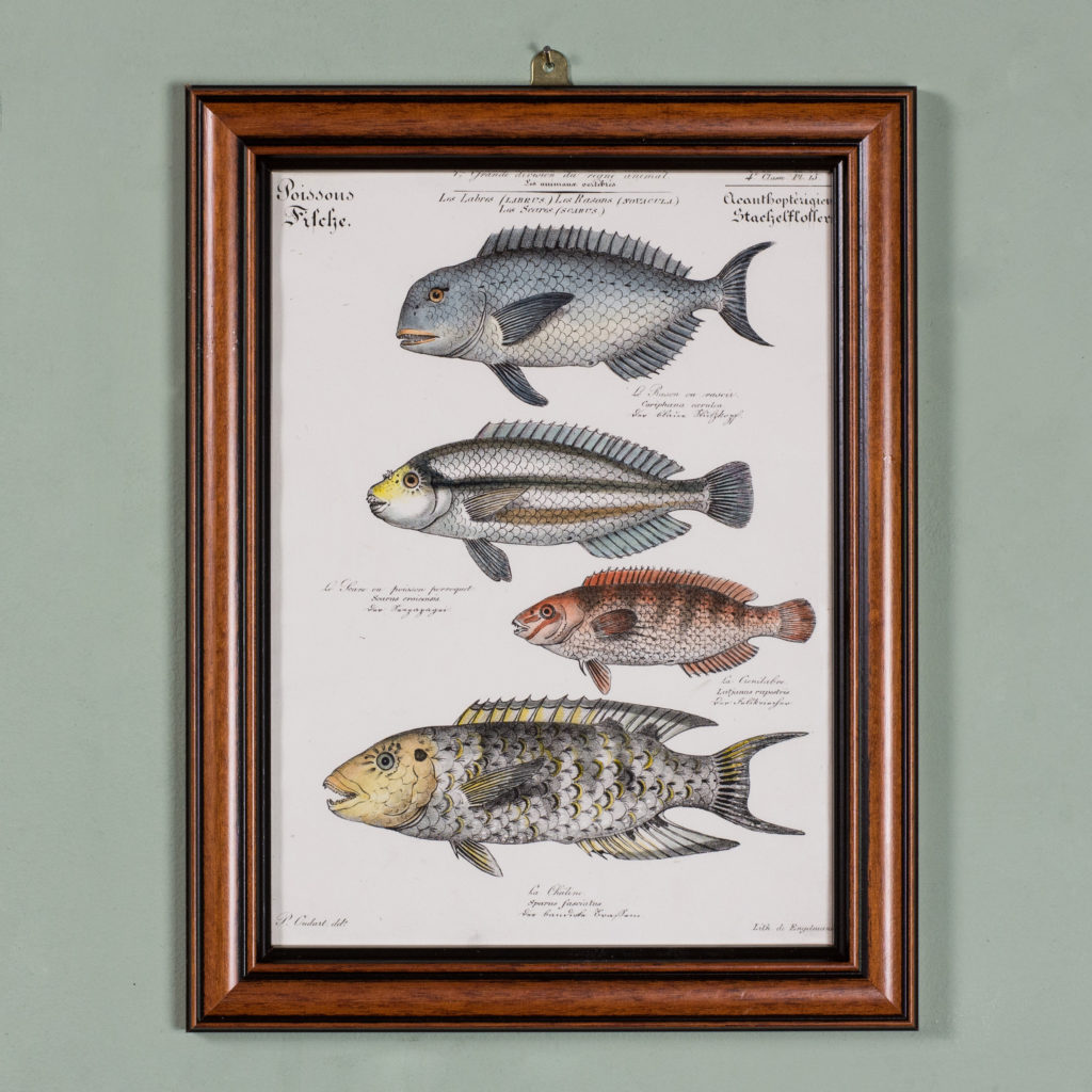 Poissons, original engraving from the 1840's-0