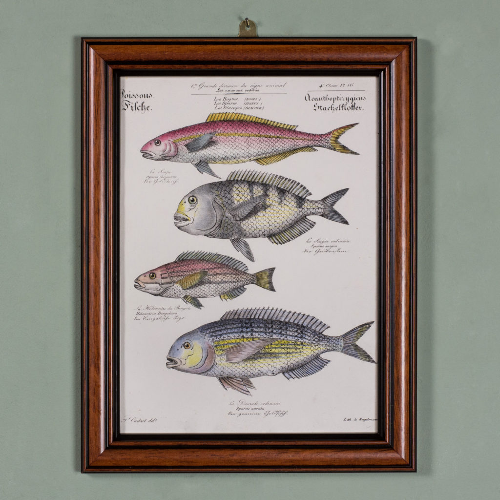 Poissons, original engraving from the 1840's-0