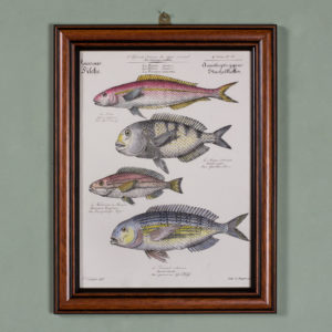 Poissons, original engraving from the 1840's-0