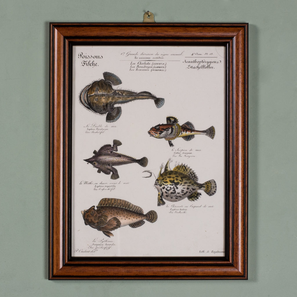 Poissons, original engraving from the 1840's-0