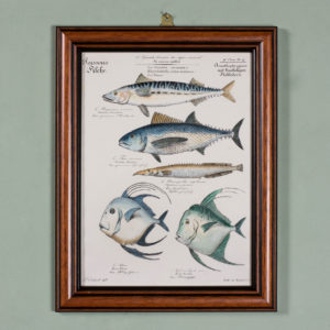 Poissons, original engraving from the 1840's-0