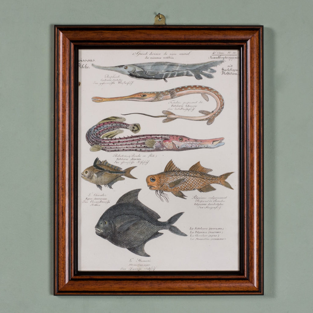 Poissons, original engraving from the 1840's-0