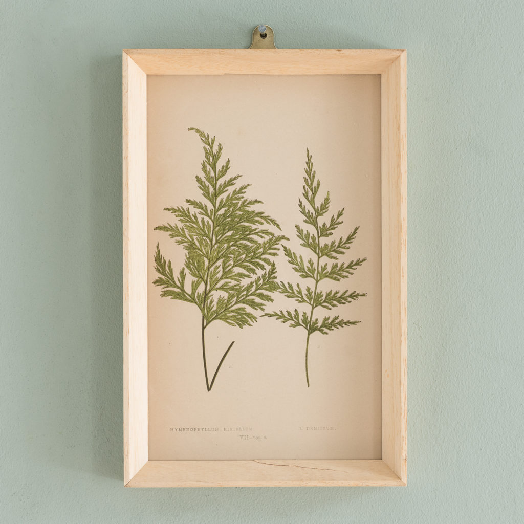 Ferns, 19th century scientific prints published c1867-0