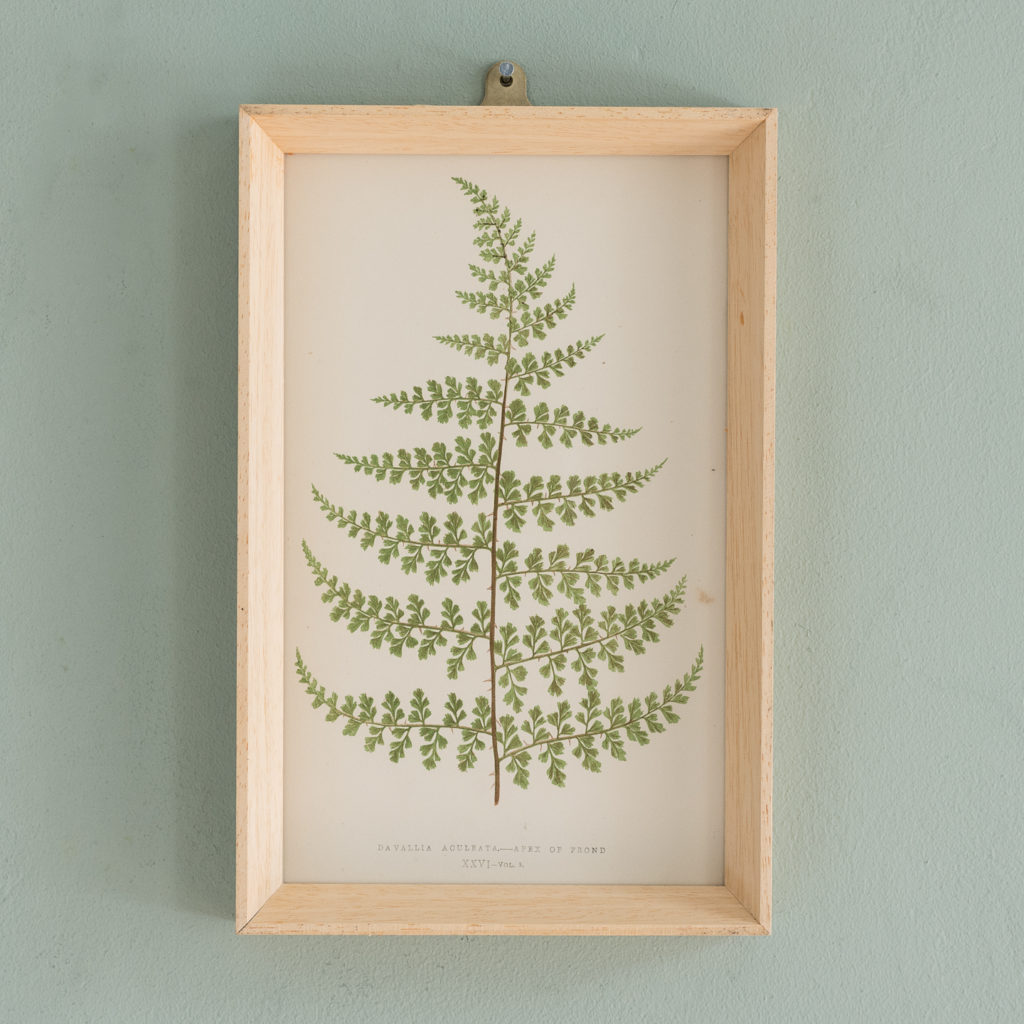 Ferns, 19th century scientific prints published c1867-0