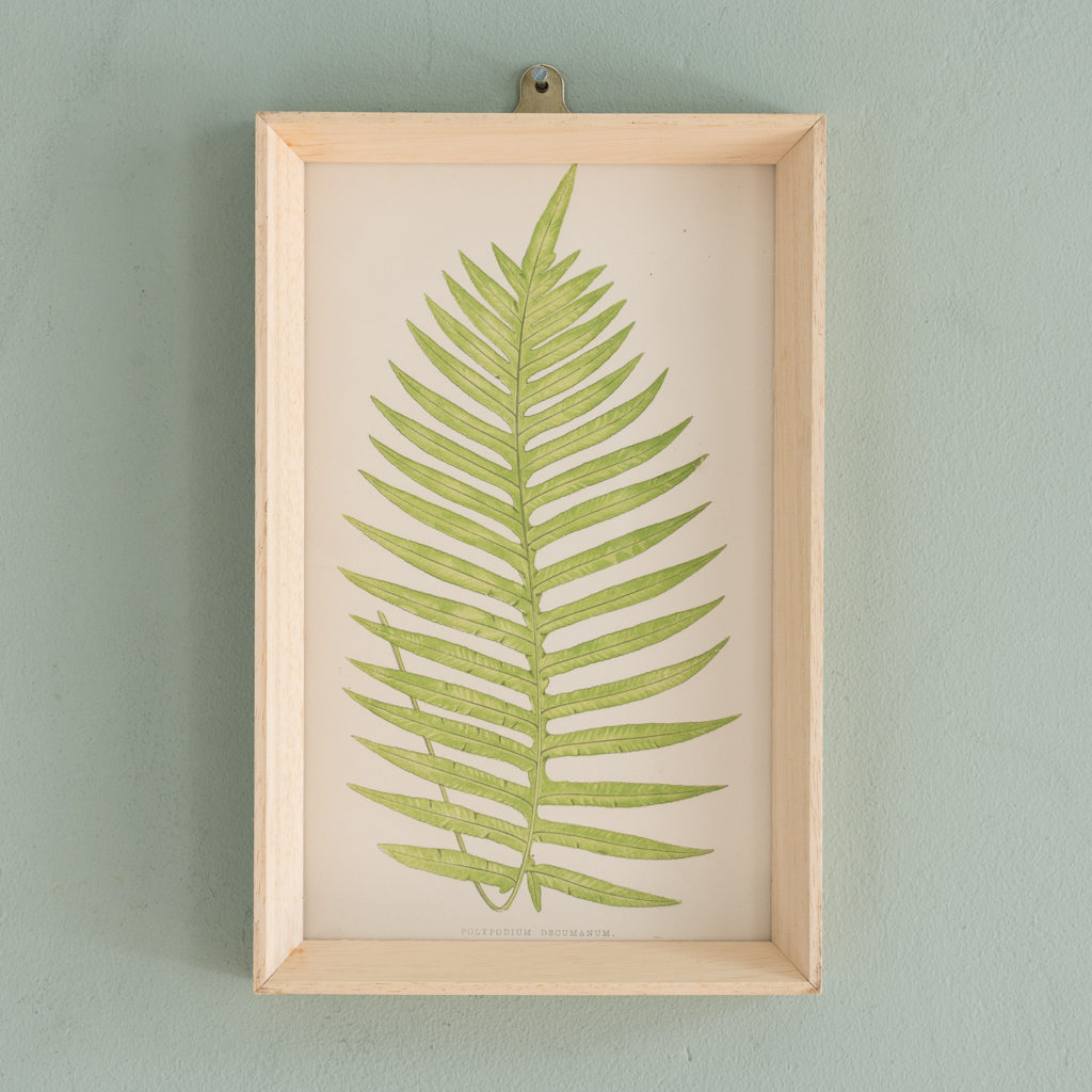 Ferns, 19th century scientific prints published c1867-0