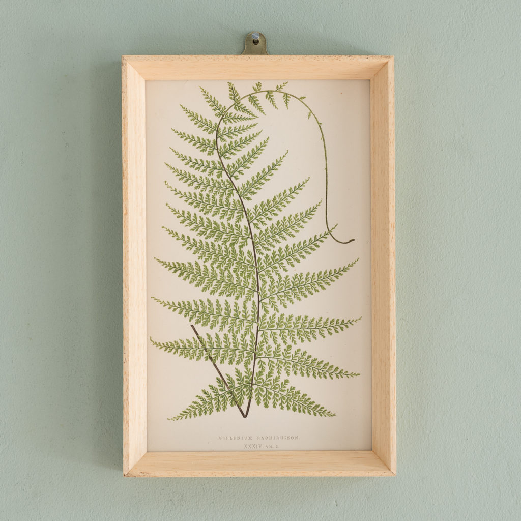 Ferns, 19th century scientific prints published c1867-0