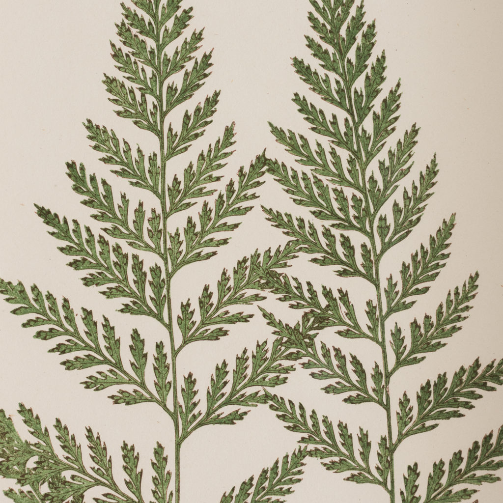 Ferns, 19th century scientific prints published c1867-114692