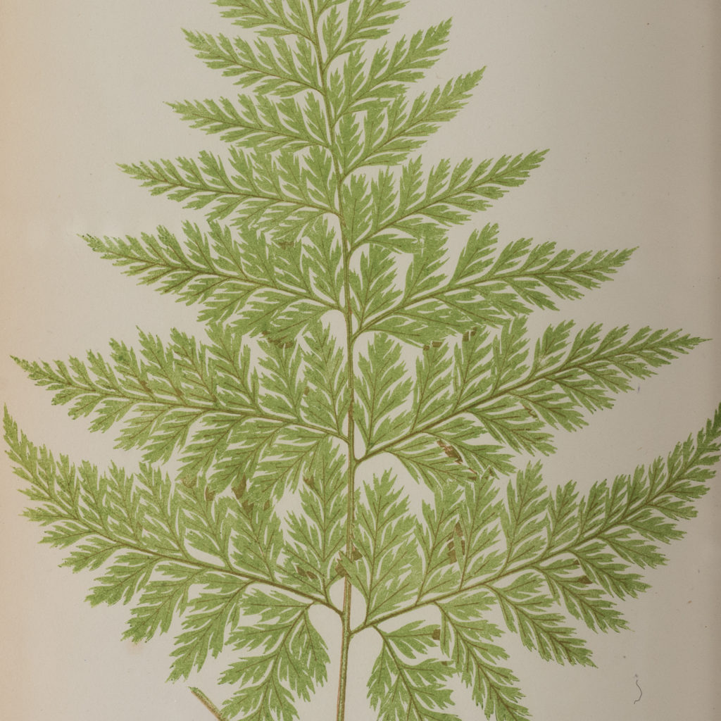 Ferns, 19th century scientific prints published c1867-114650