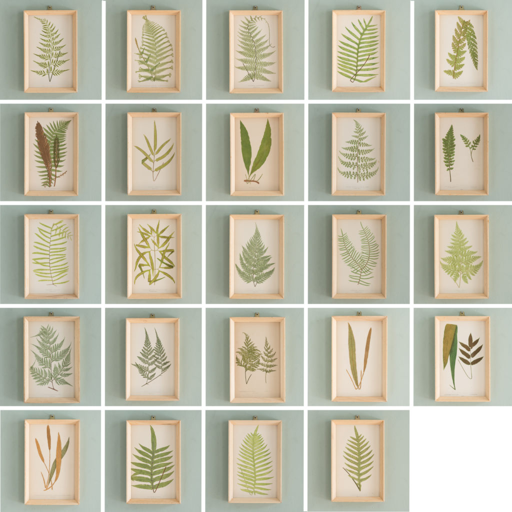 Ferns, 19th century scientific prints published c1867-114664