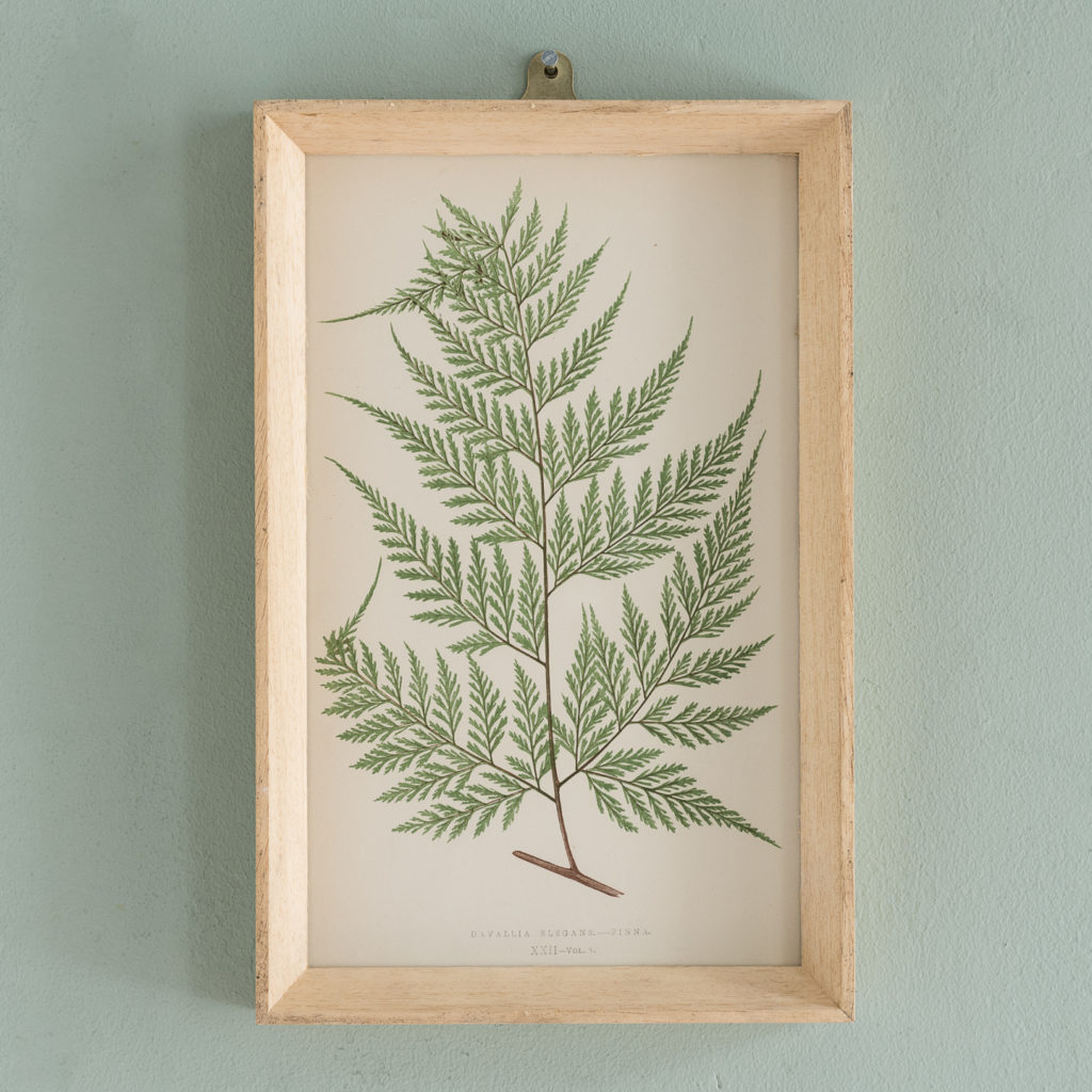 Ferns, 19th century scientific prints published c1867-0