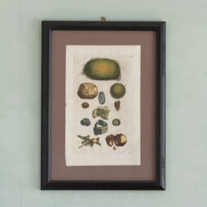 Original 18th Century engraving of Shells and Crustaceans, in old hand-colour.-0