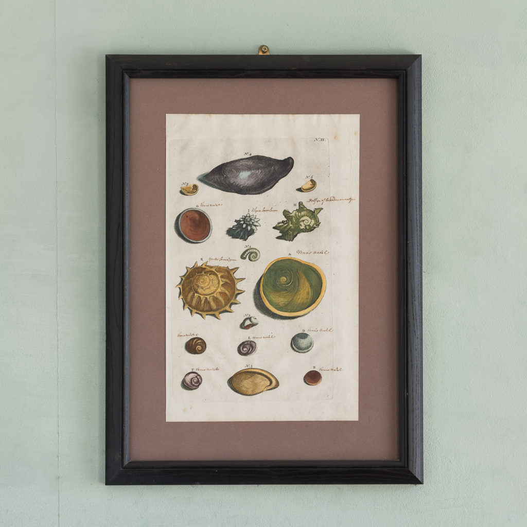 Original 18th Century engraving of Shells and Crustaceans, in old hand-colour.-0