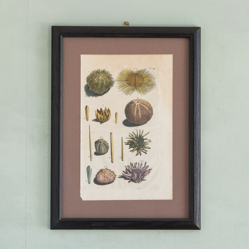 Original 18th Century engraving of Shells and Crustaceans, in old hand-colour.-0