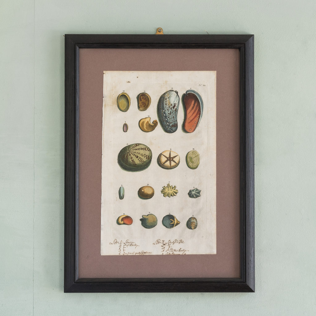 Original 18th Century engraving of Shells and Crustaceans, in old hand-colour.-0